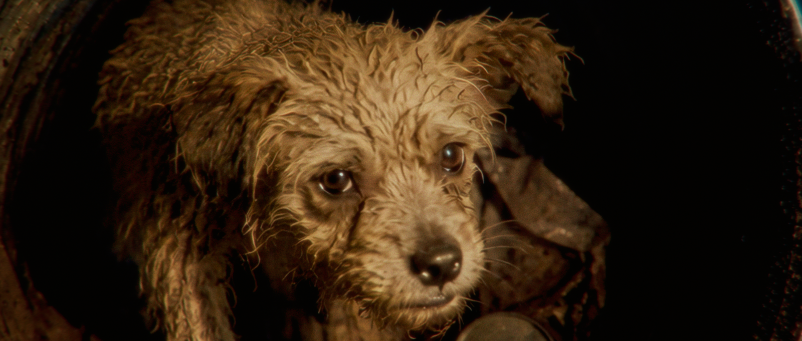 A wet young Rags looking up from a dark hiding place.