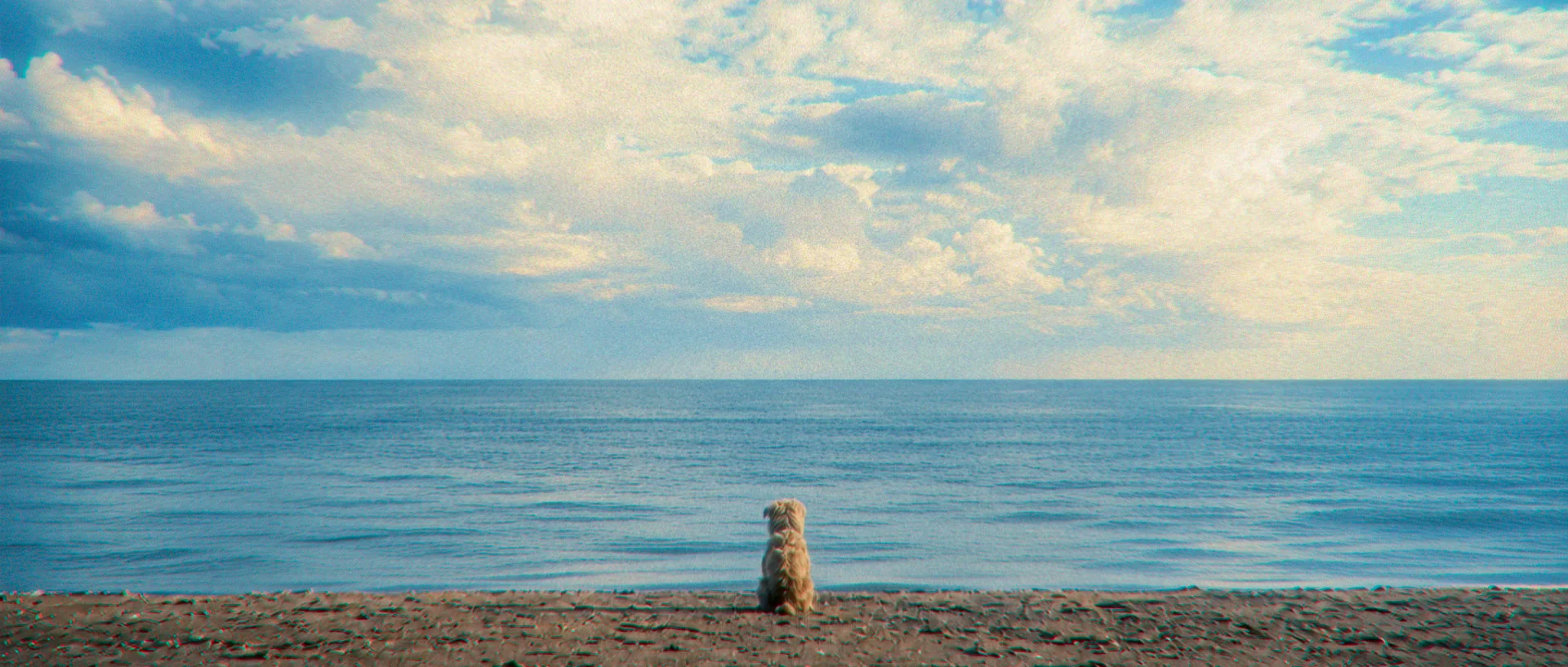Rags sitting alone at the edge of Lake Michigan