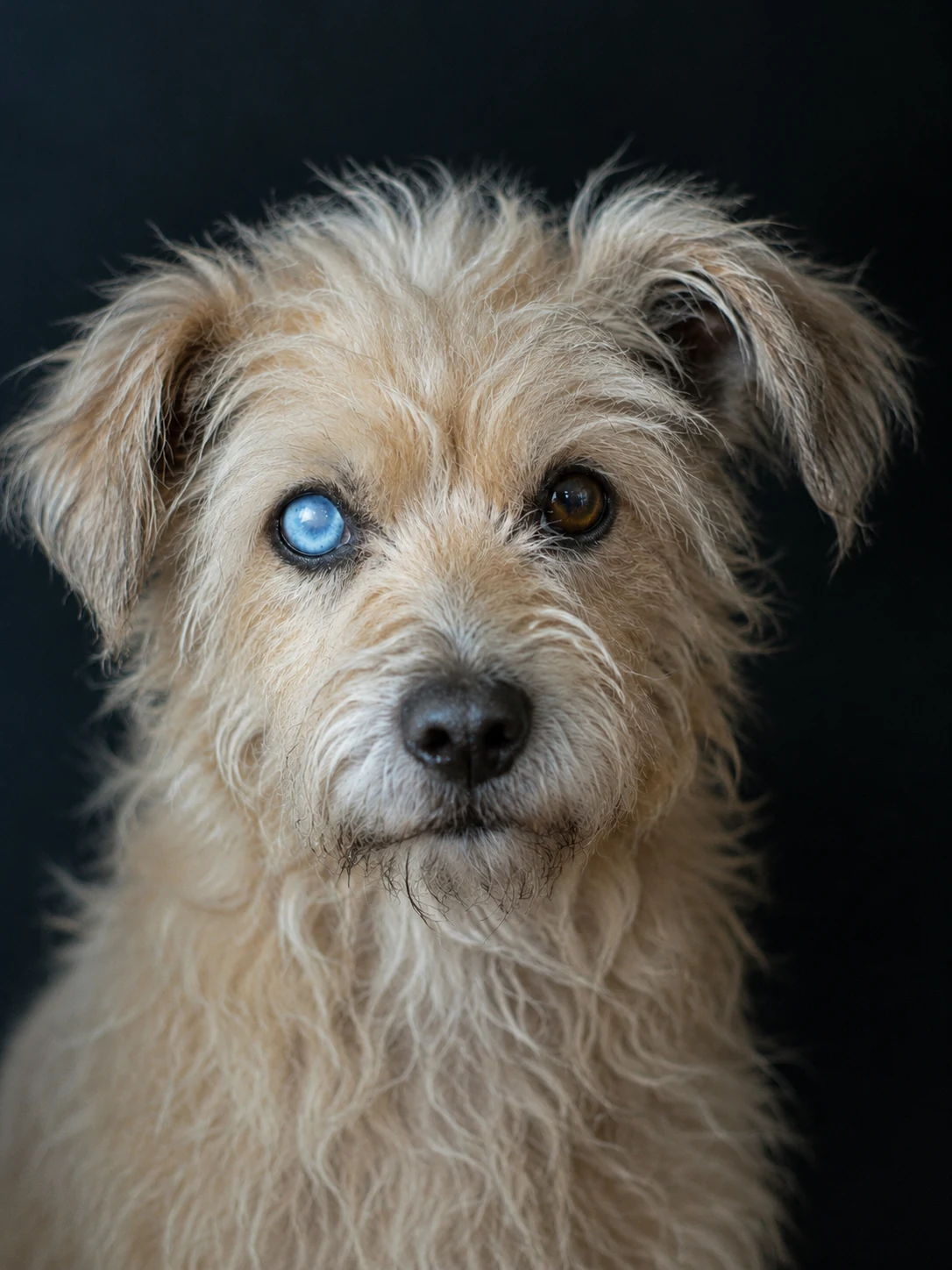 Portrait of Rags